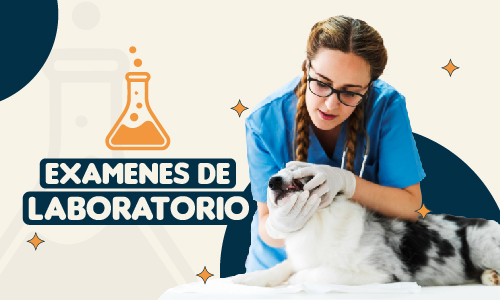 Exámenes de Laboratorio